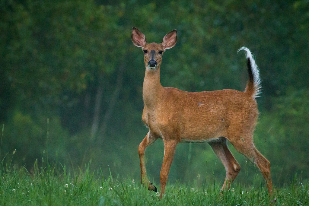 Rôti de biche - Photo de Fyn Kynd Photography - 101Pairing.com