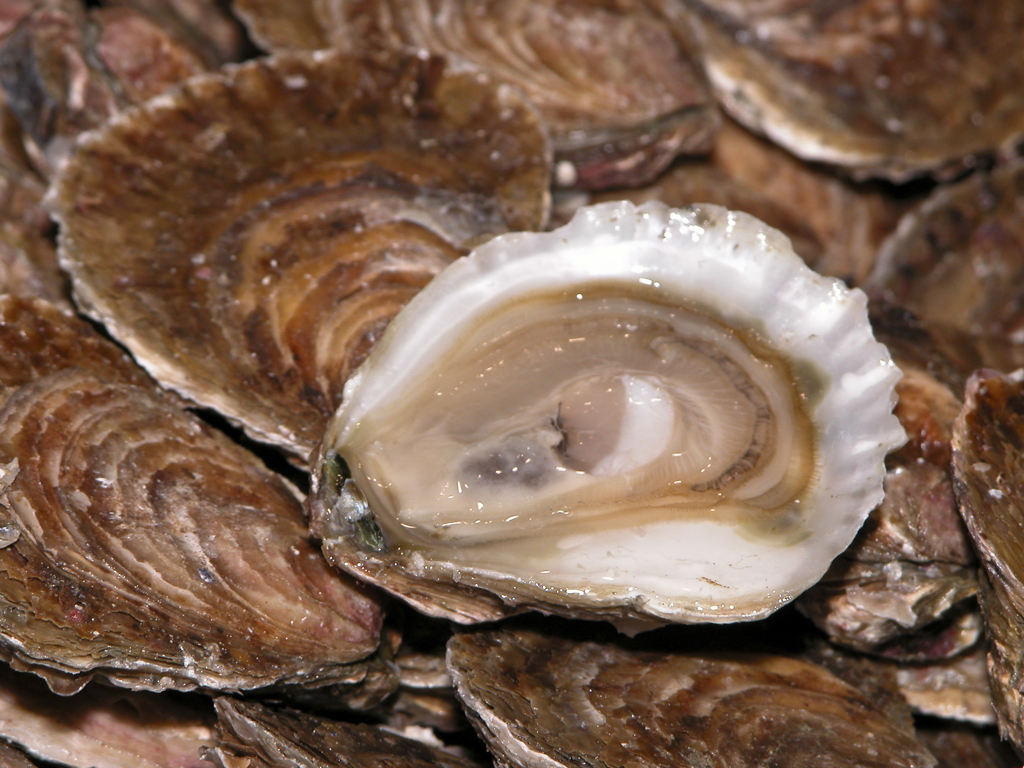 Gravettes d’Arcachon à la bordelaise - Photo de Jean Weber - 101Pairing.com