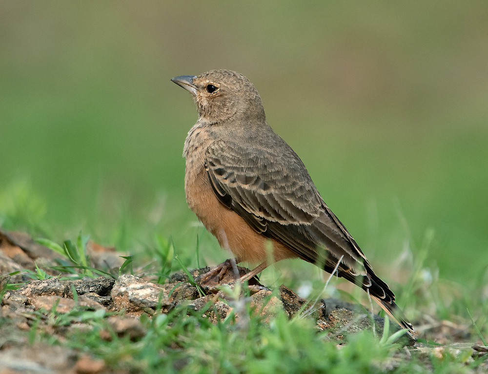 Pâté d&rsquo;alouettes - Photo de Koshy Koshy - 101Pairing.com