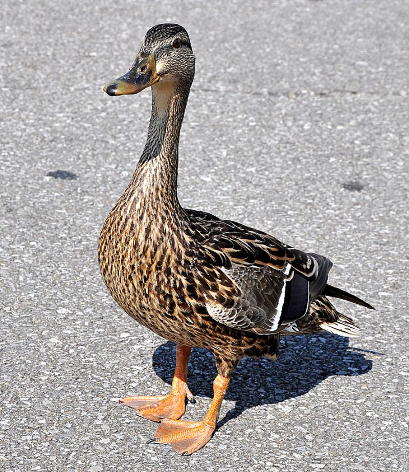 Caneton farci au foie gras de canard - Photo de Rona Proudfoot - 101Pairing.com