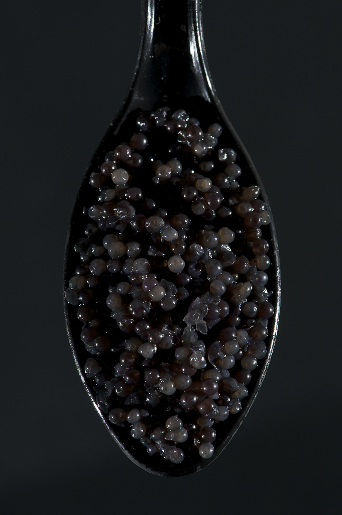 Caviar Beluga - Photo de TIGER500 - 101Pairing.com