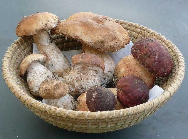 Cèpes poêlés et truffes noires - Photo de nociveglia - 101Pairing.com