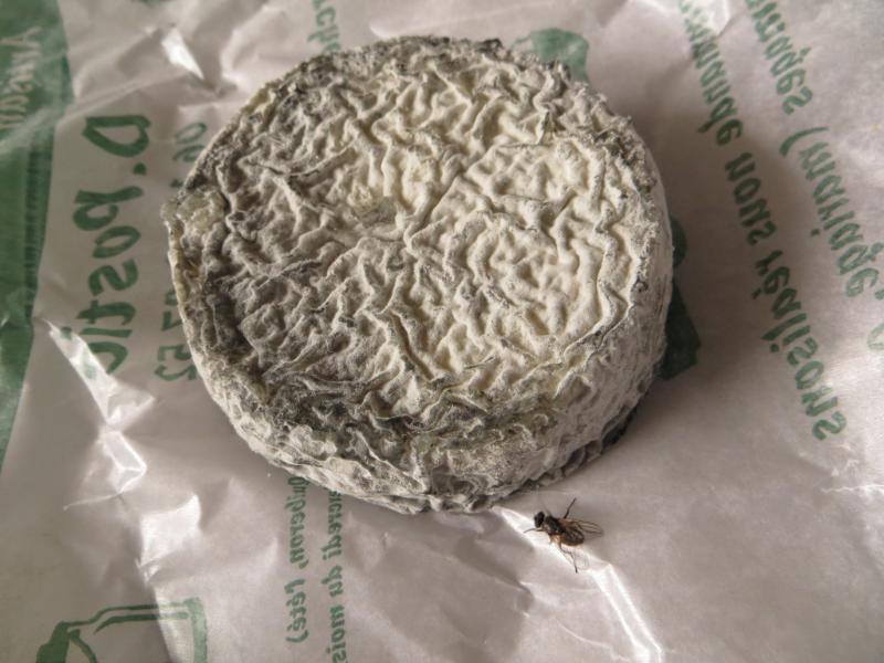 Aisy cendré - Photo de Rhian - 101Pairing.com