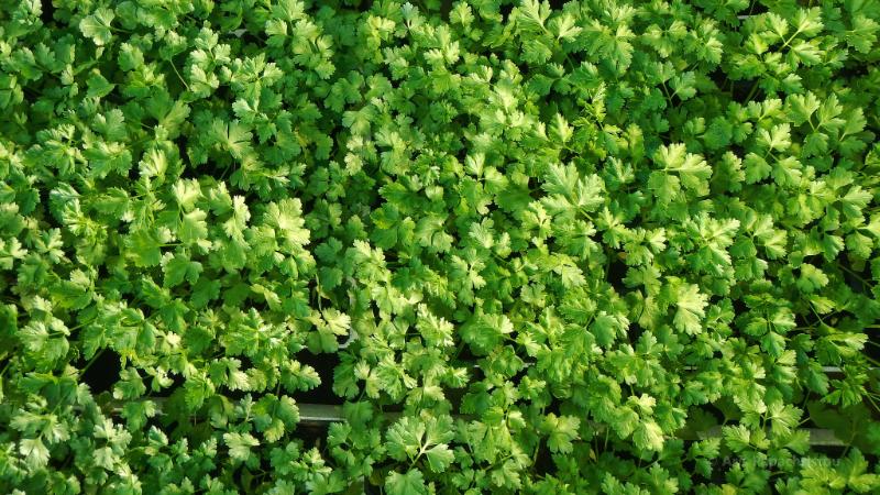 Coriandre - Photo de Aris Papachristou - 101Pairing.com