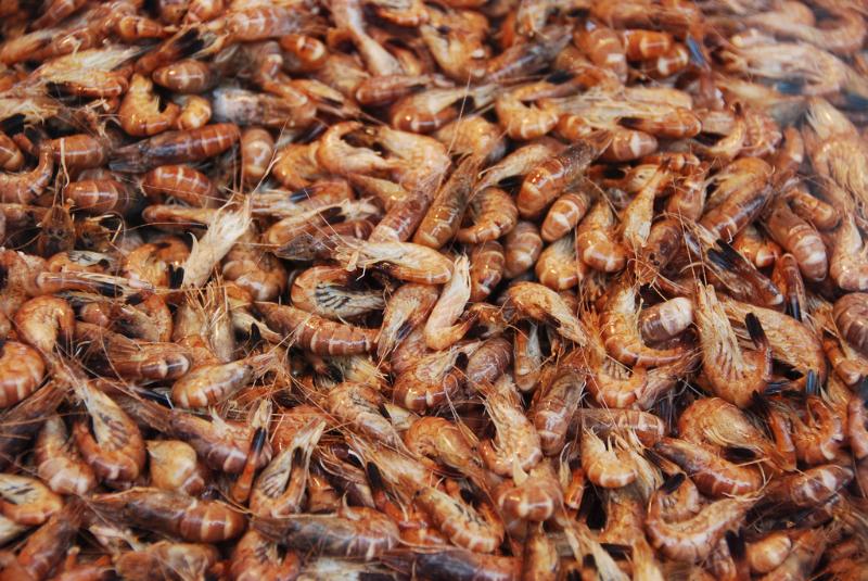 Crevettes grises - Photo de Stephane Mignon - 101Pairing.com