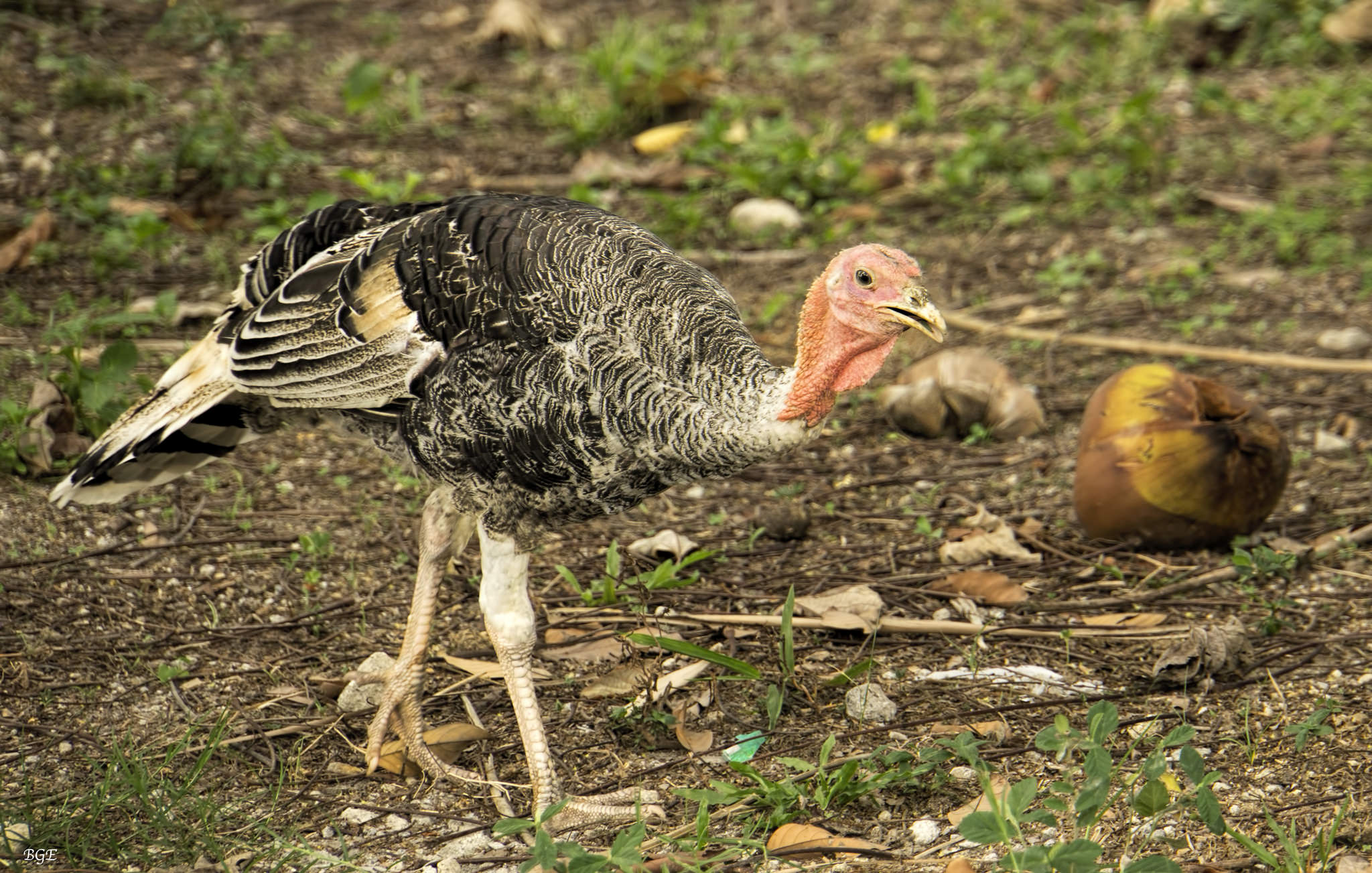 Dindonneau rôti aux marrons - Photo de Brian Evans - 101Pairing.com