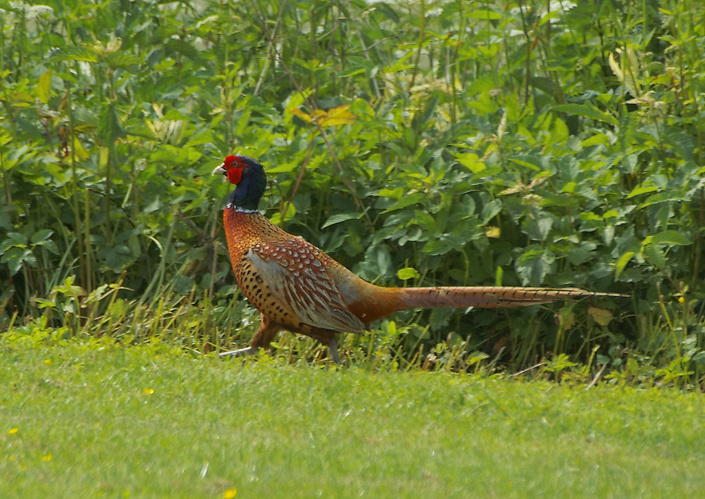 Faisan rôti et jardinière de légumes - Photo de Stefan Berndtsson - 101Pairing.com