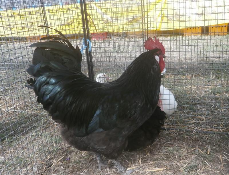 Géline aux girolles - Photo de Arcyon37 - 101Pairing.com