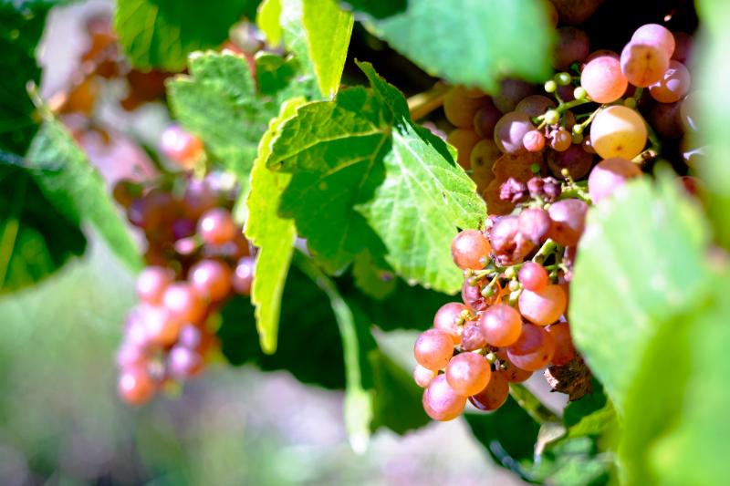 Marc de Gewurztraminer - Spirits and liqueurs - Photo de Norton Ip - 101Pairing.com