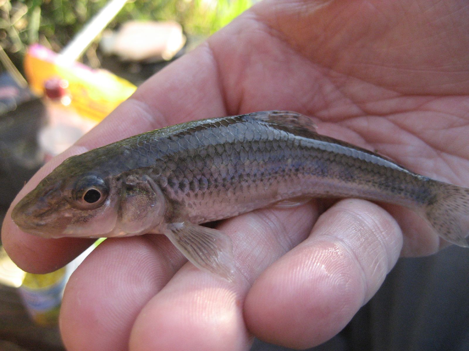 Goujons à la russe - Photo de rjp - 101Pairing.com