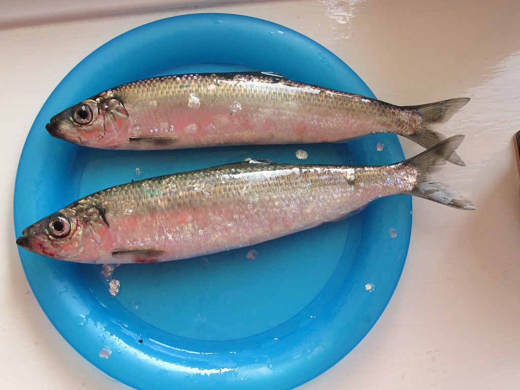 Hareng à la sauce moutarde - Photo de Pengannel - 101Pairing.com