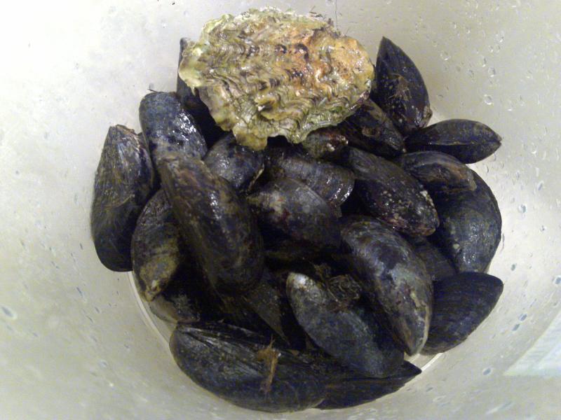 Tartare d’huîtres et de moules - Photo de Wapster - 101Pairing.com