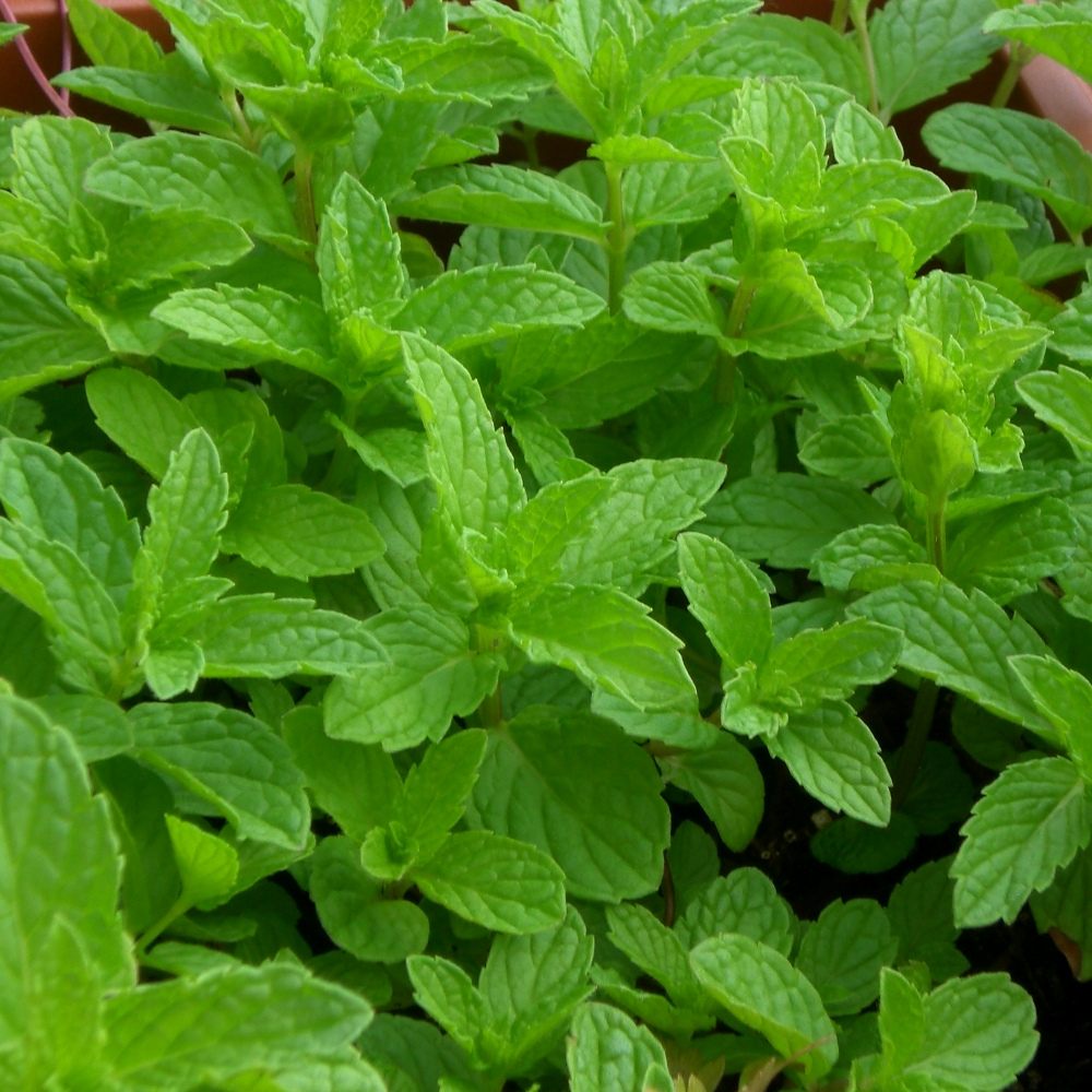 Menthe - Photo de F_A - 101Pairing.com