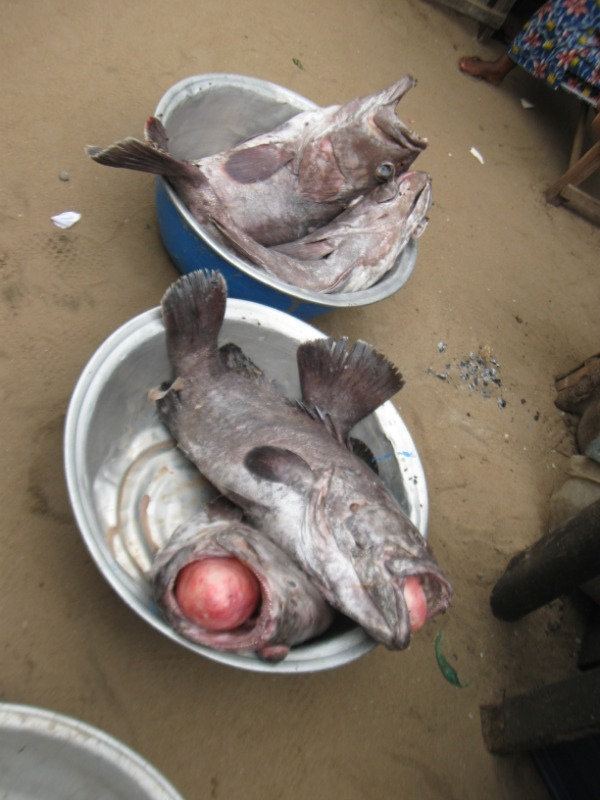 Mérou en papillote - Photo de Theresa Carpenter - 101Pairing.com