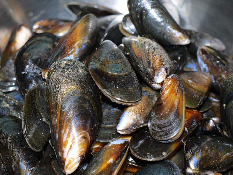 Cassolette de moules aux épinards - Photo de Smabs Sputzer (1956-2017) - 101Pairing.com