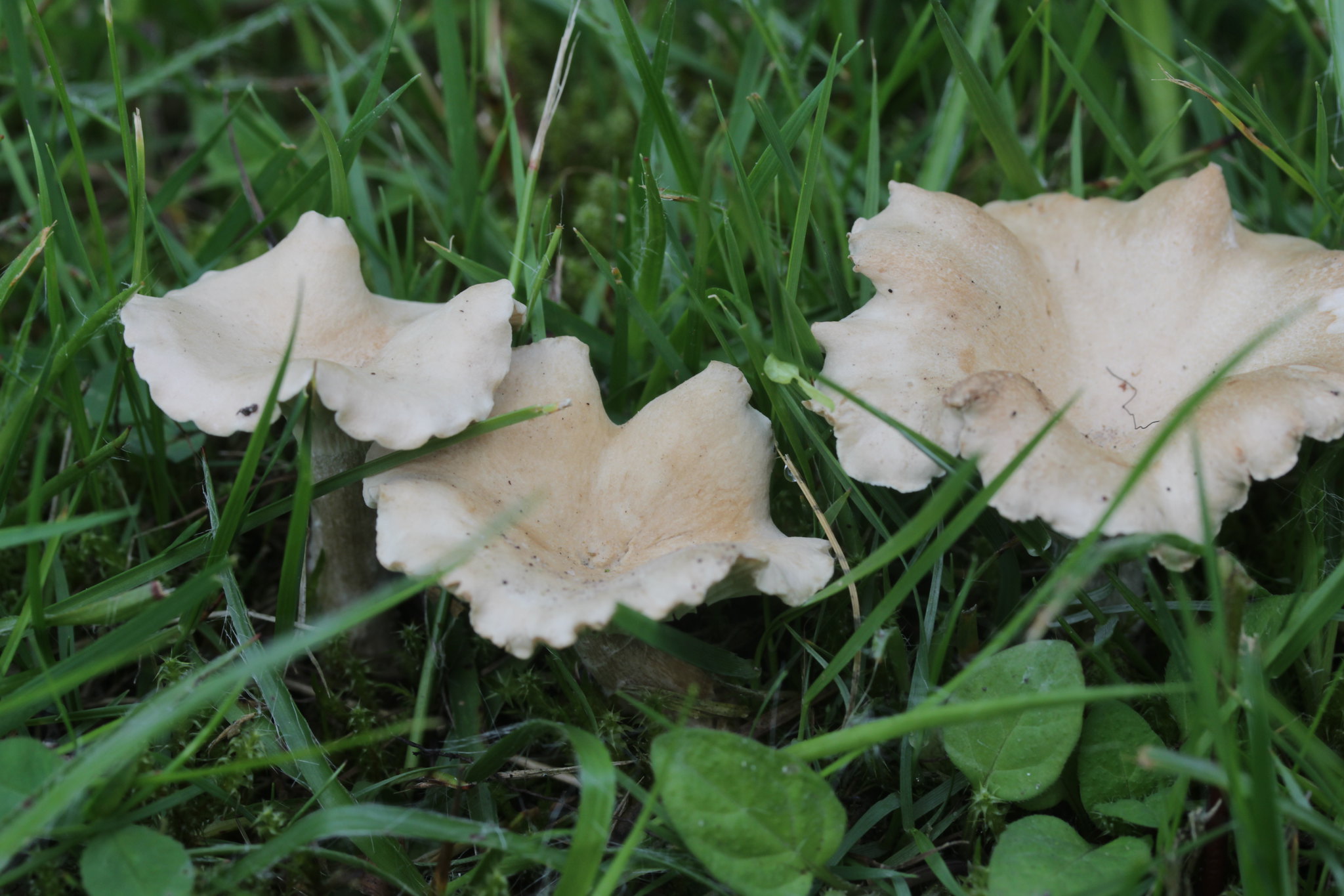 Mousserons à la poêle - Photo de Björn S... - 101Pairing.com