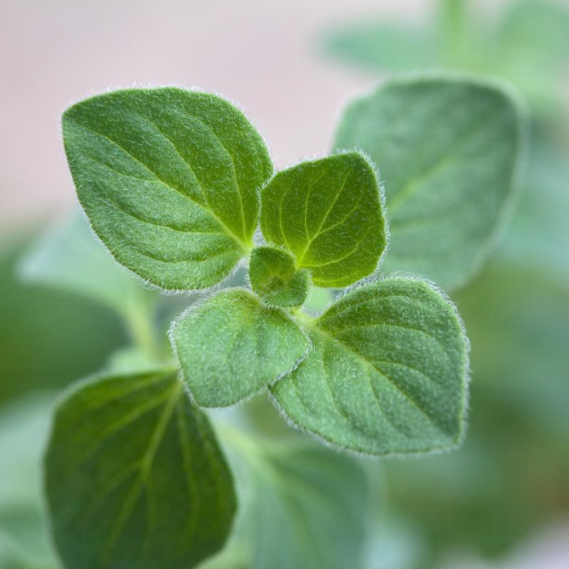 Origan - Photo de Alden Chadwick - 101Pairing.com