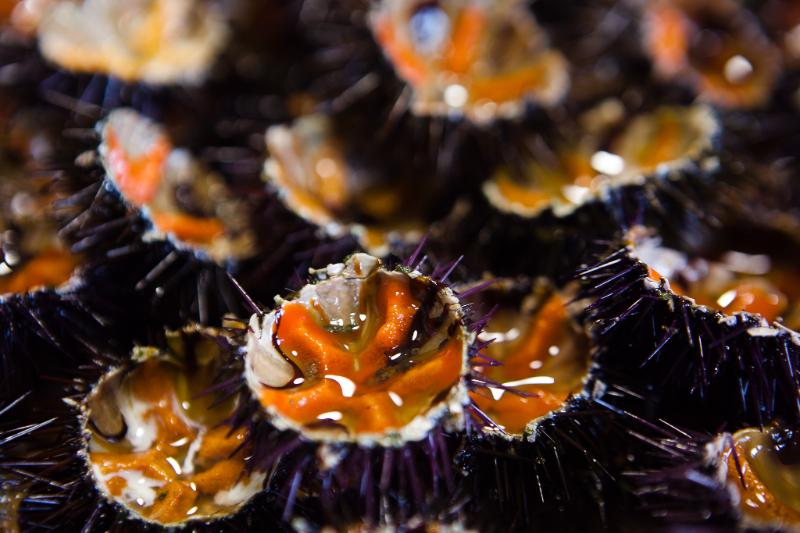 Oursin frais - Photo de Caspar Diederik - 101Pairing.com