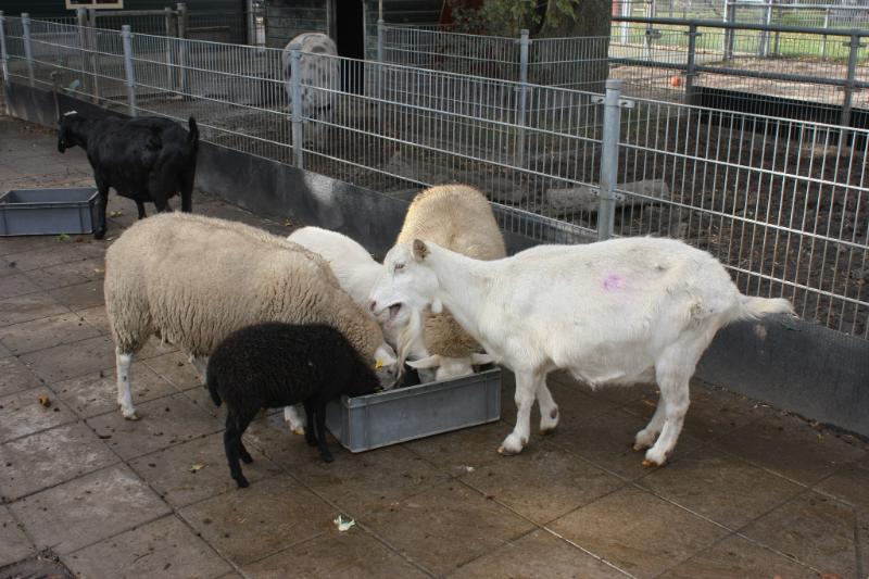 Agneau cacciatore - Photo de Jeroen van Luin - 101Pairing.com