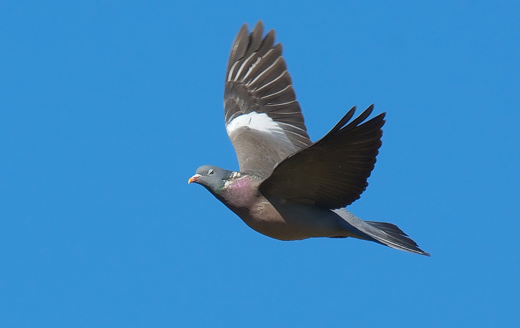 Palombe farcie aux cèpes et foie gras de canard - Photo de Stefan Berndtsson - 101Pairing.com