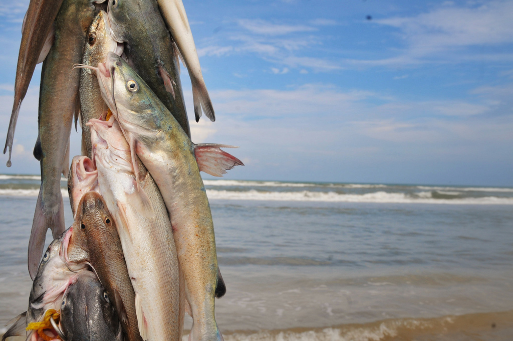 Barbue en papillote - Photo de Eneas De Troya - 101Pairing.com