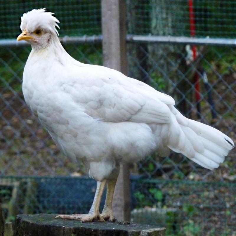 Poulette aux épices douces - Photo de normanack - 101Pairing.com