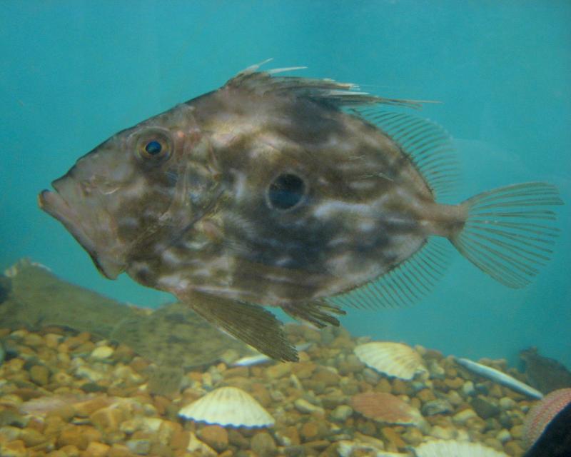 Saint-Pierre grillé au fenouil - Photo de tpholland - 101Pairing.com