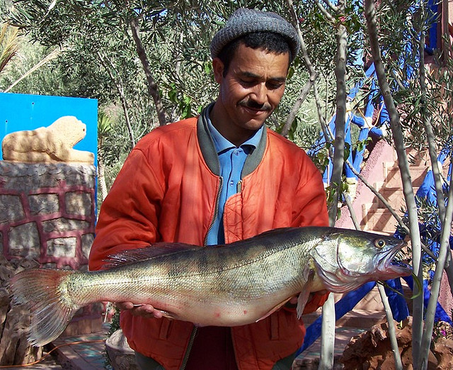 Rôti de sandre sauce au beurre blanc - Photo de Fraser Cairns - 101Pairing.com