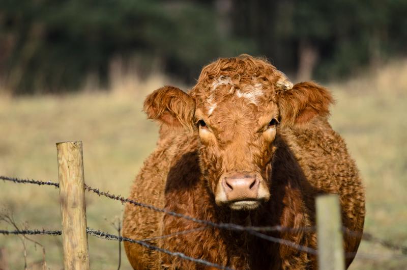 Le tigre qui pleure - Photo de Jon Bunting - 101Pairing.com