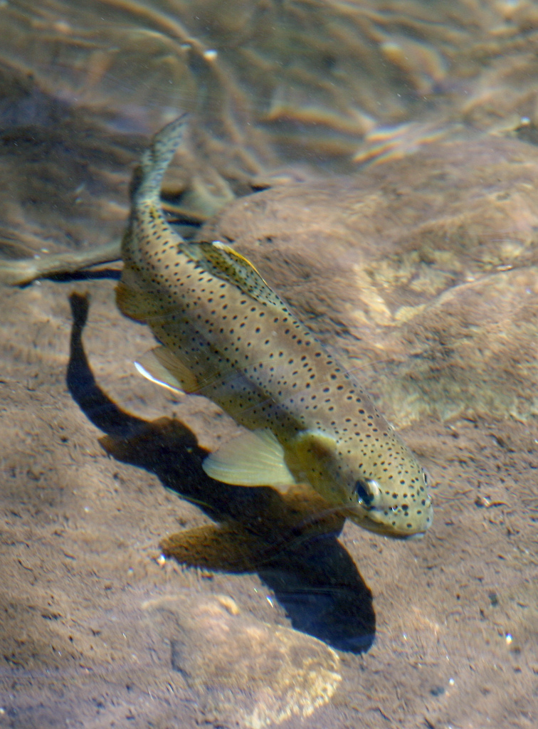 Truite en papillote - Photo de Kaibab National Forest - 101Pairing.com