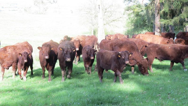Carré de veau rôti à la crème et aux champignons - Photo de fidber - 101Pairing.com