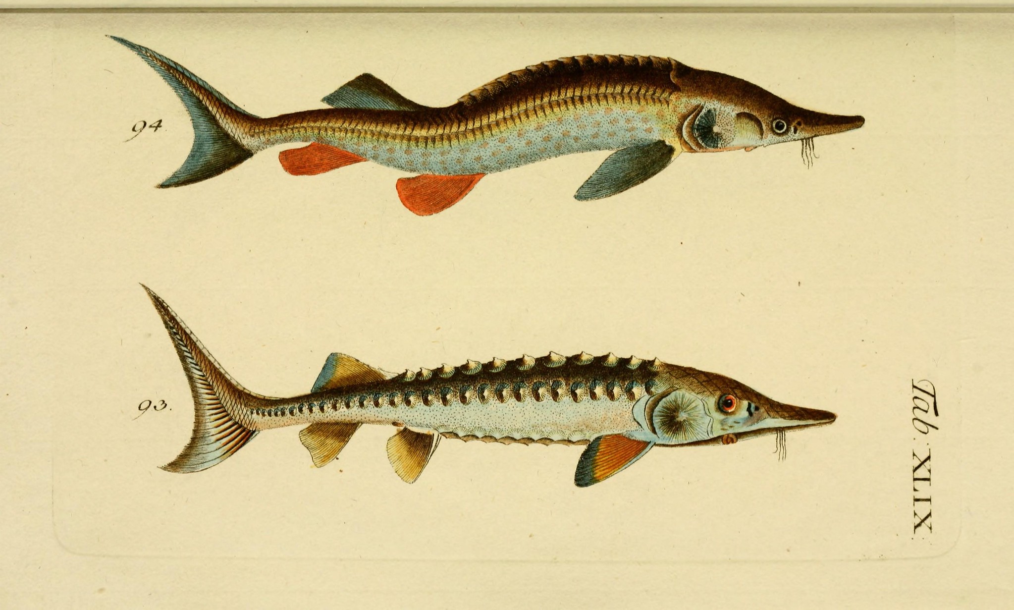 Caviar sterlet - Photo de Biodiversity Heritage Library - 101Pairing.com