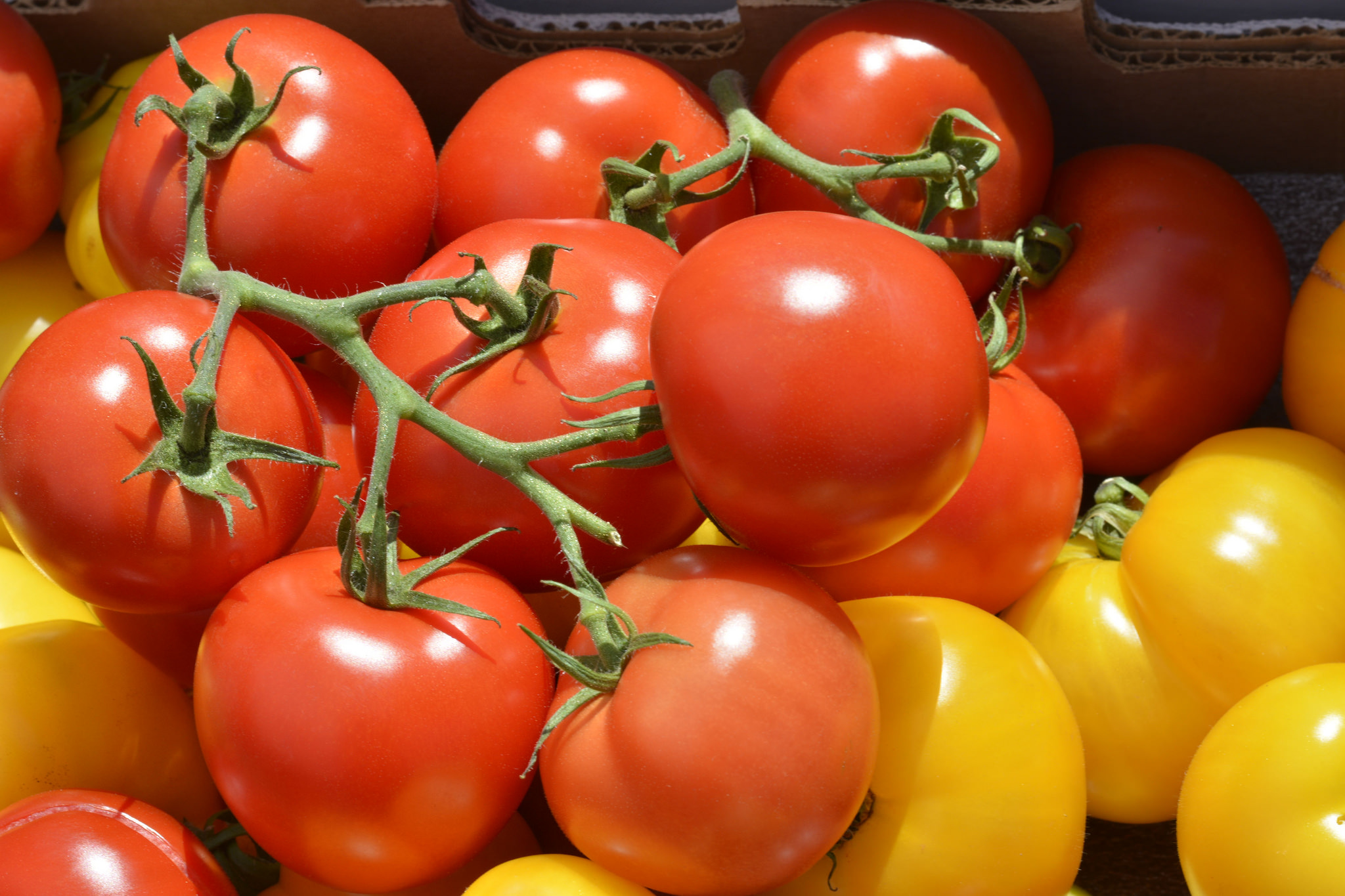 Tomates - Photo de swong95765 - 101Pairing.com
